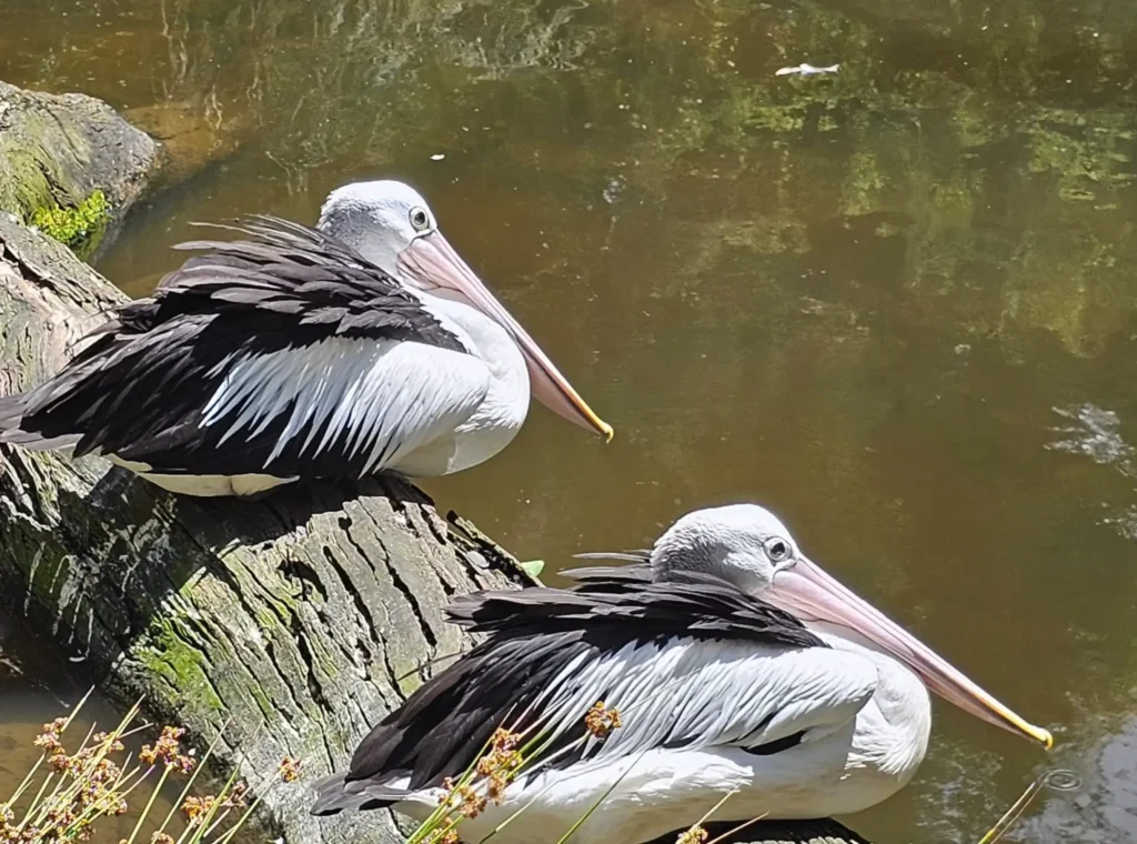 Healesville Sanctuary