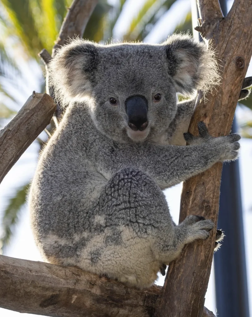 Koala Conservation Reserve