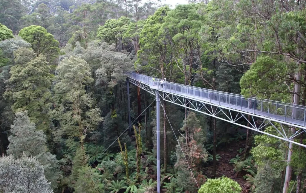 Otway Fly Treetop