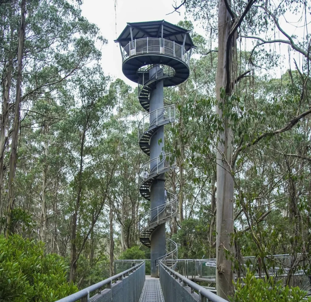 Otway Fly Treetop Adventures