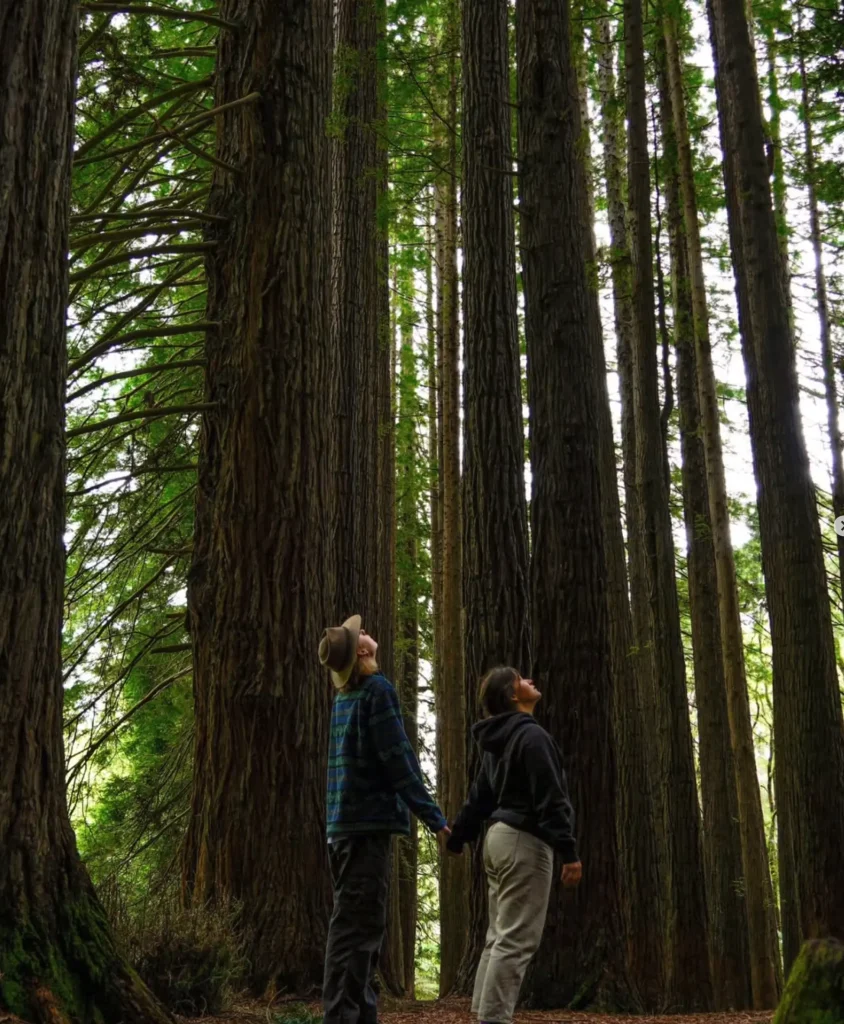 Otway forest