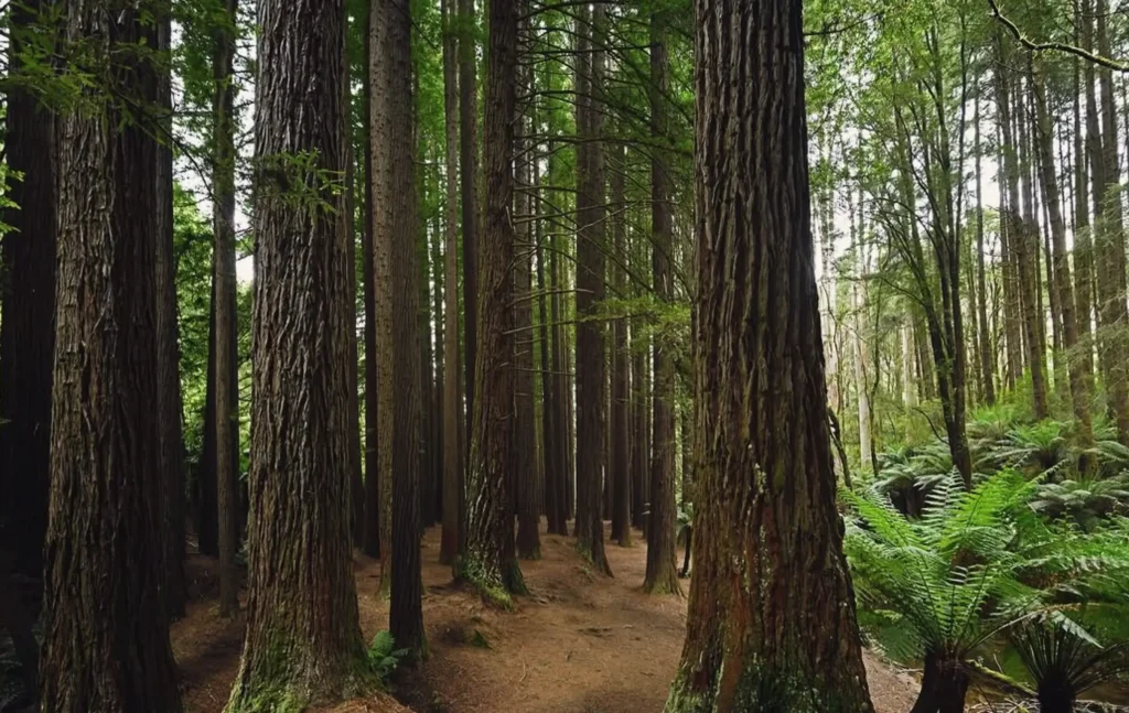 Otway Ranges