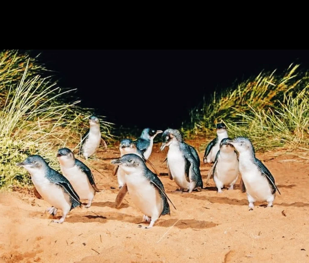 Penguin Parade