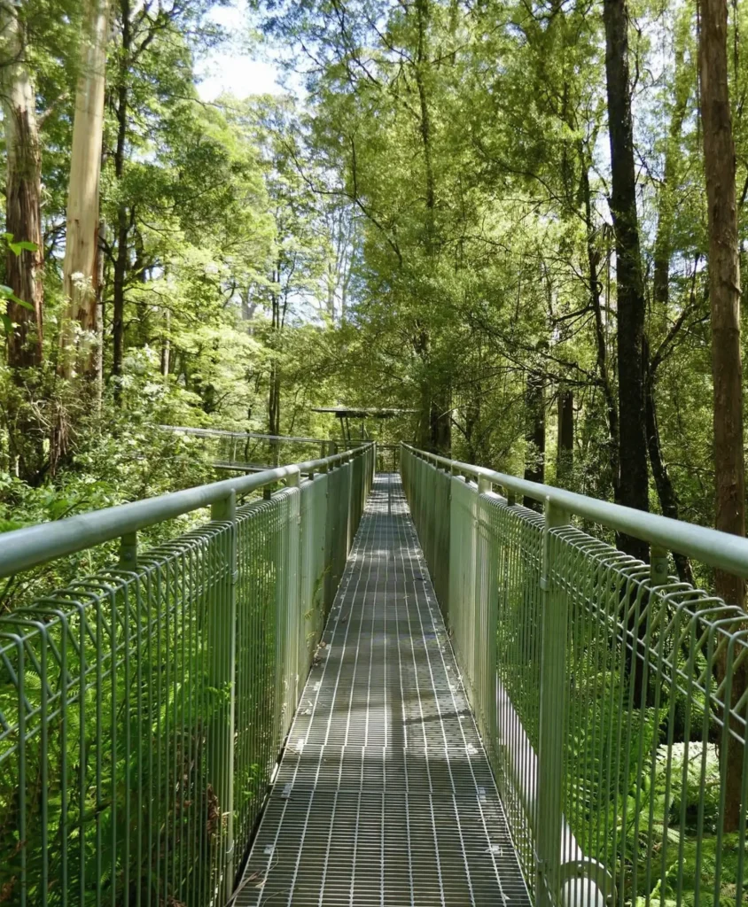 Treetop Walk