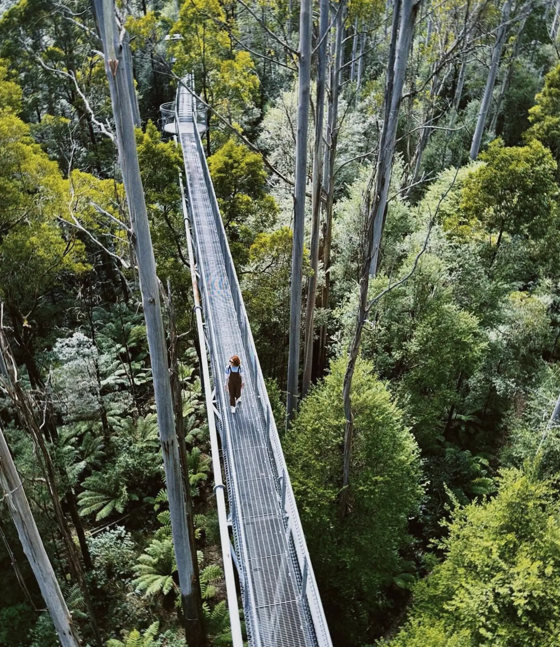 Ziplining and Tree Climbing in Otway Fly