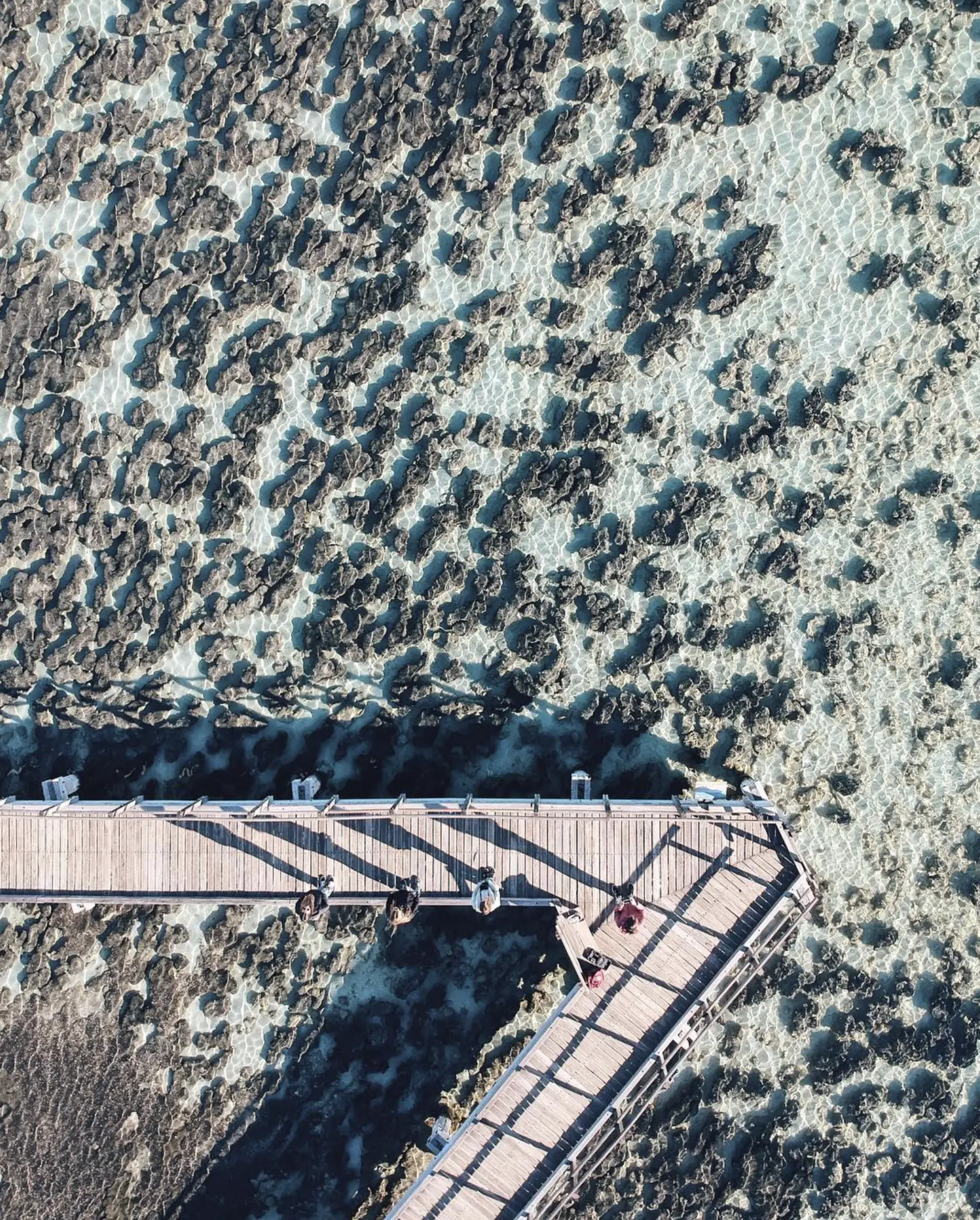 Stromatolites Shark Bay